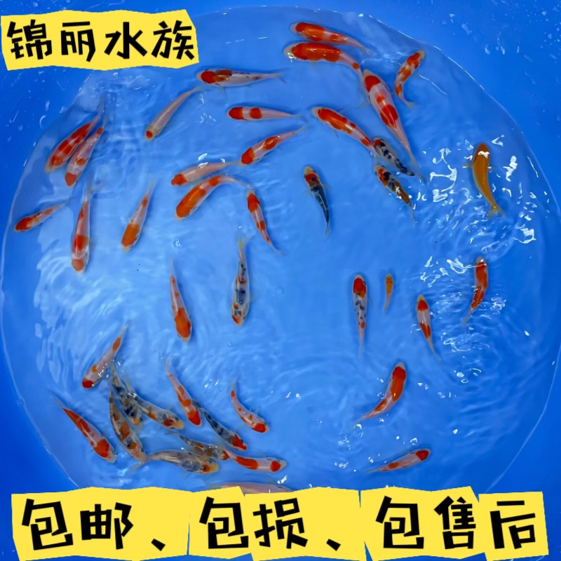 血统锦鲤/红白/火鲤4-10随机一条