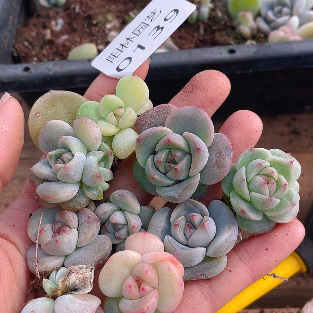 多肉植物多肉植物139