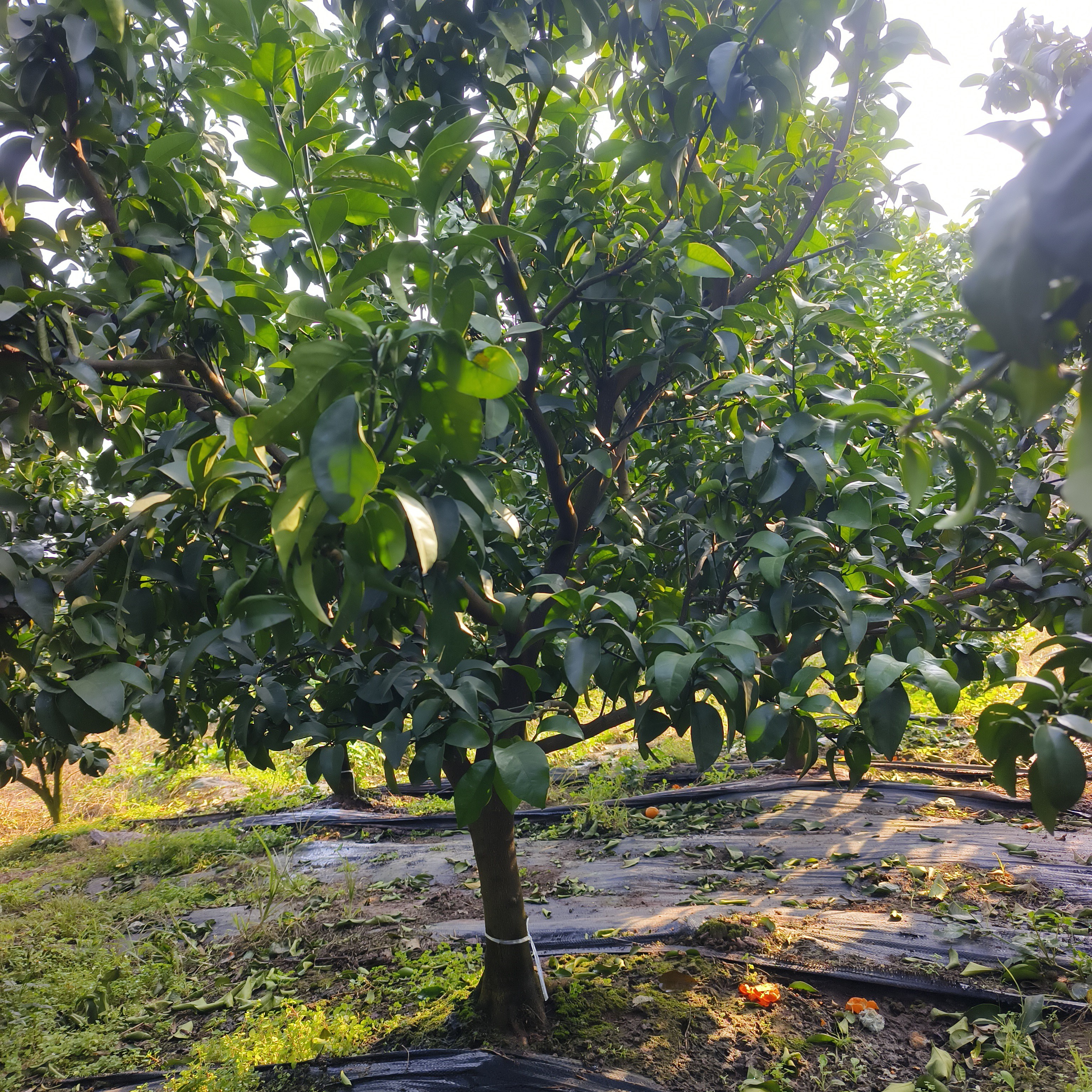 早熟沙糖桔树裸根发货接受修剪再拍