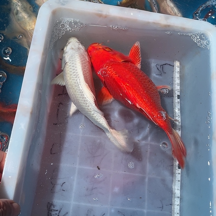 蝴蝶鲤鱼渔场直发96