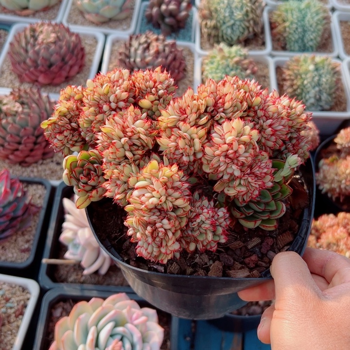 精品多肉植物老桩