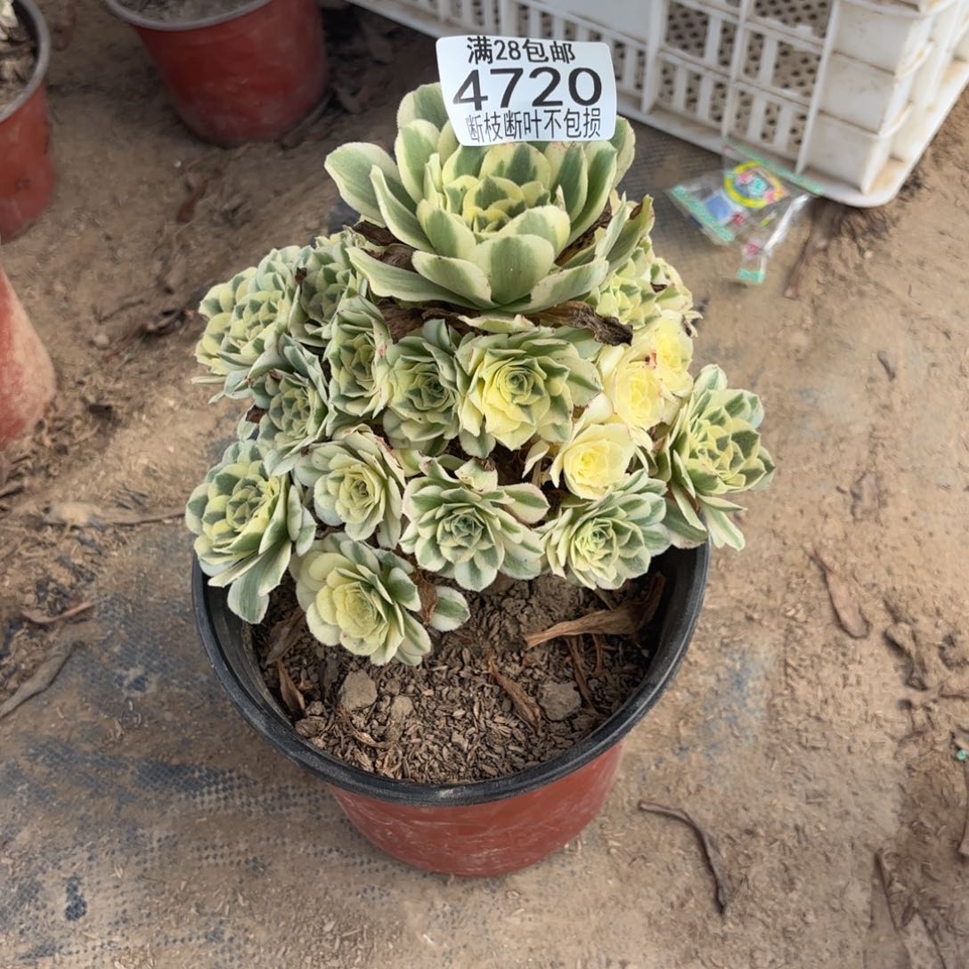 P. 4720迈巴赫多肉有枝断