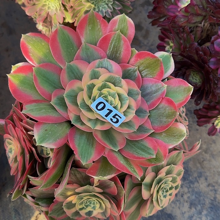 015粉女郎多肉法师