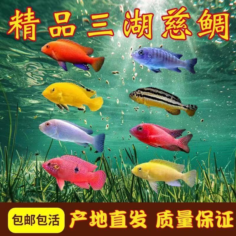 自然发色三湖慈鲷渔场直销入缸不包