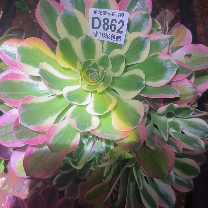 多肉 粉体采风多肉法师植物