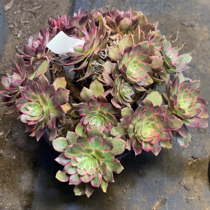 万花筒多肉断头不包2686