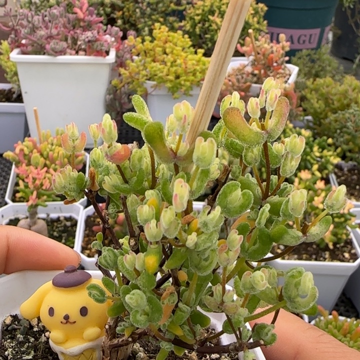 768-乐曲植物枝干