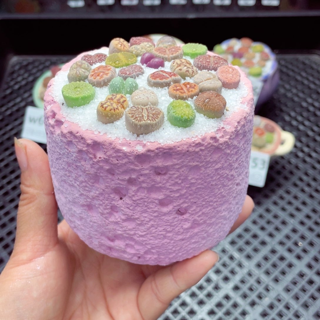 w6758 带盆土发货-零下地区拍保温箱