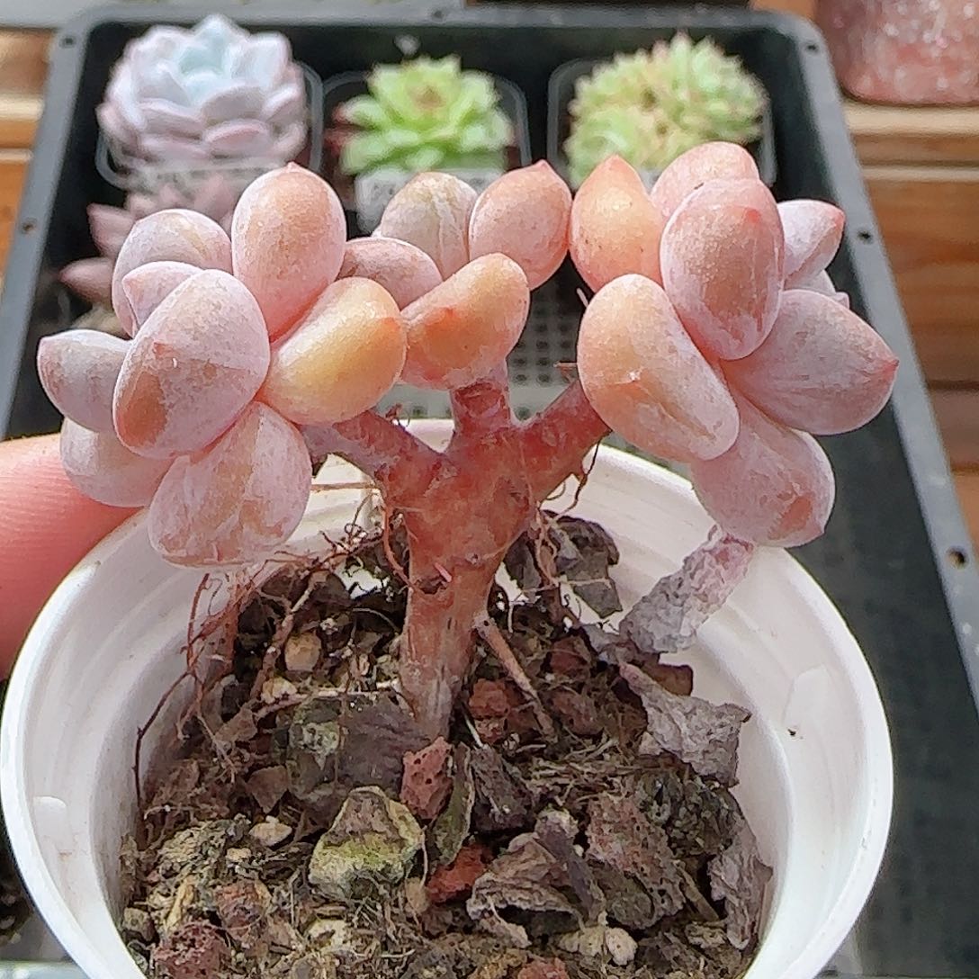 多肉0906-29小老桩
