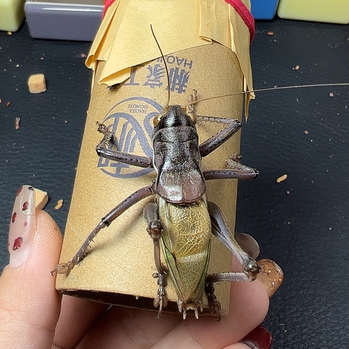 蟋蟀哈哈给哈给哈哈哈哈哈