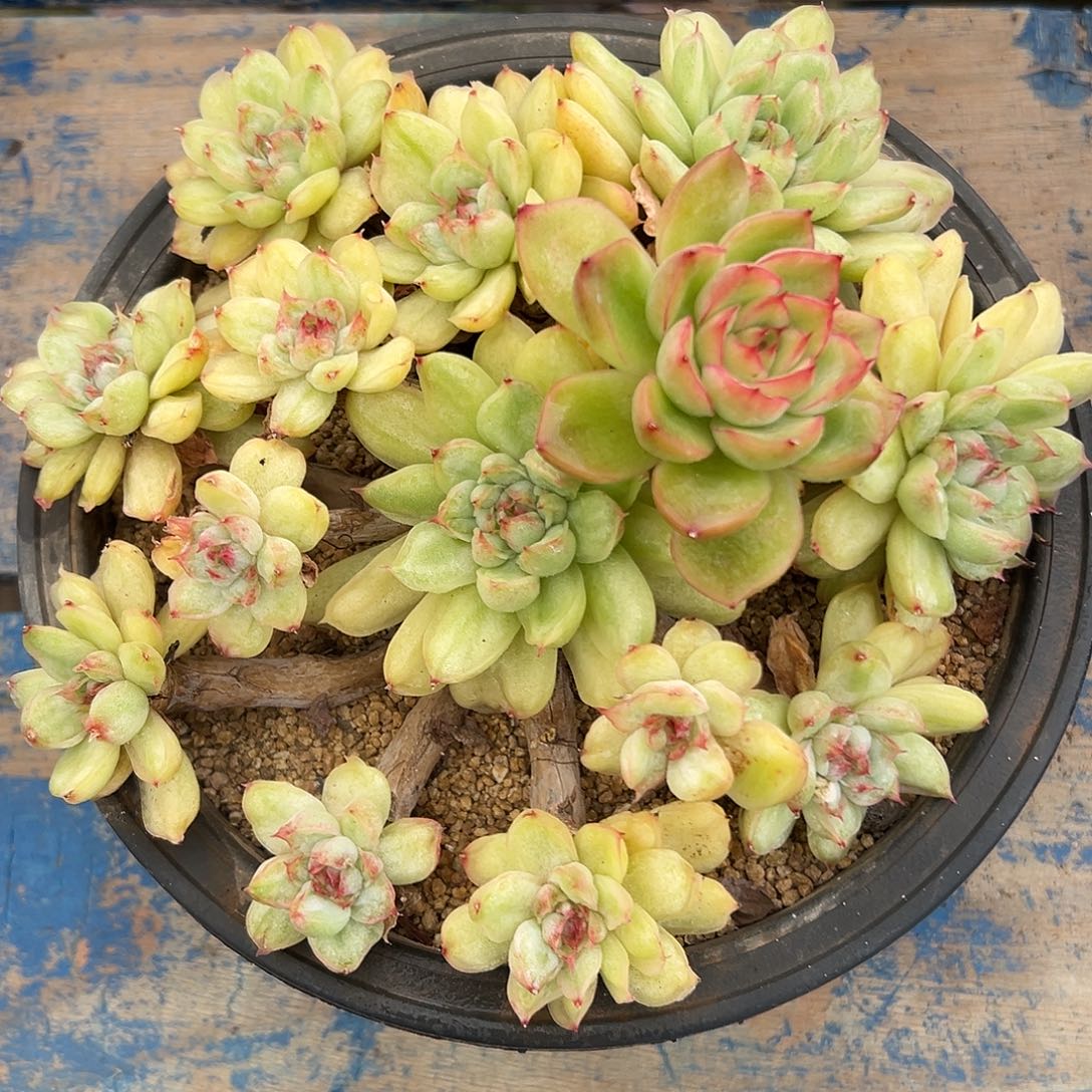 冰天使锦捧花多肉