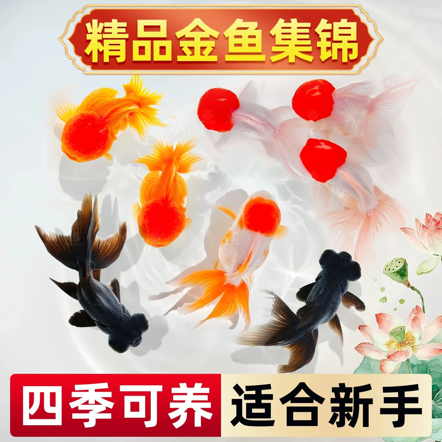 【五福临门】大尺寸福利精品国粹金鱼观赏鱼冷水鱼5条8-10厘米包邮