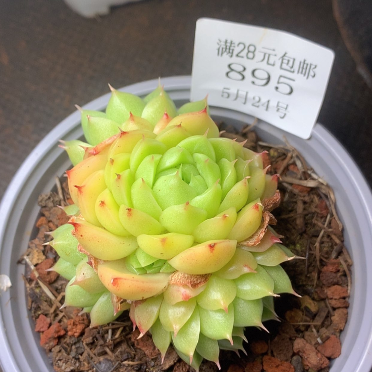 【闪购商品】云895号