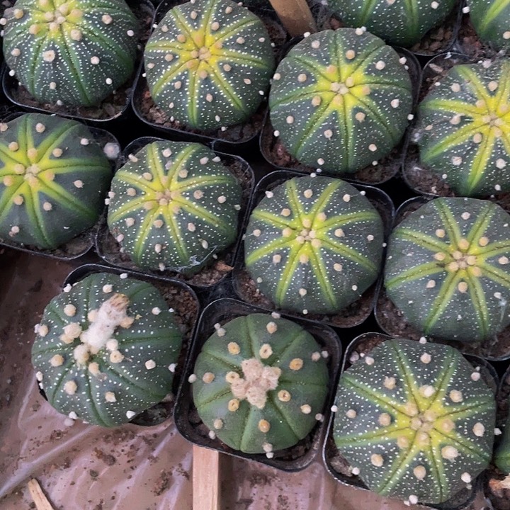 星兜锦4.8带盆土发货