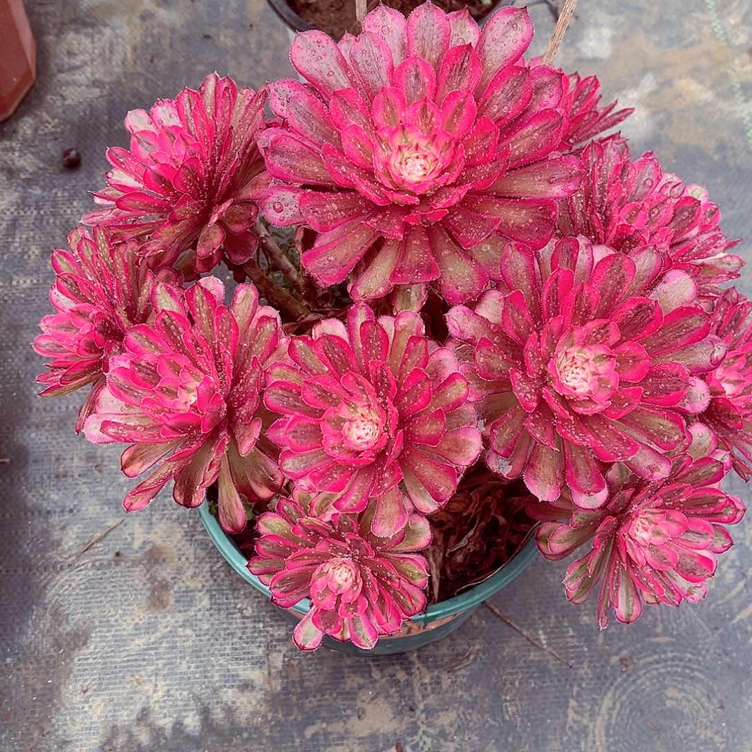 法师多人哈哈哈哈