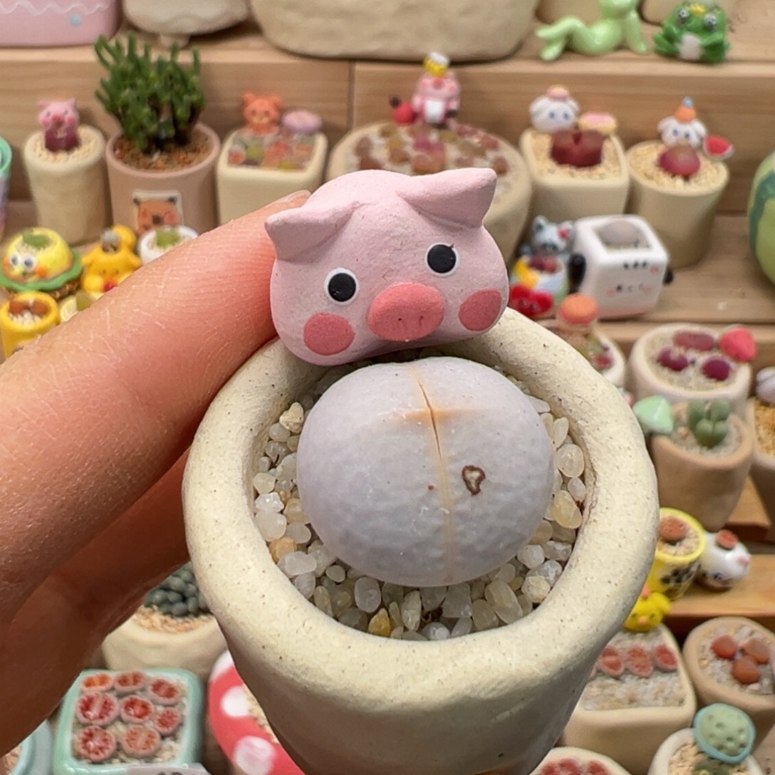 多肉植物123号高尔夫