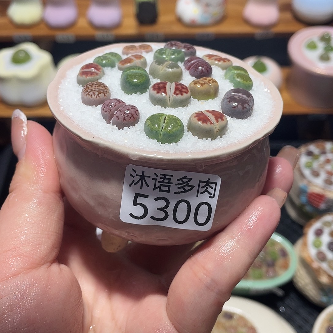 带盆土植物 一物一拍5300