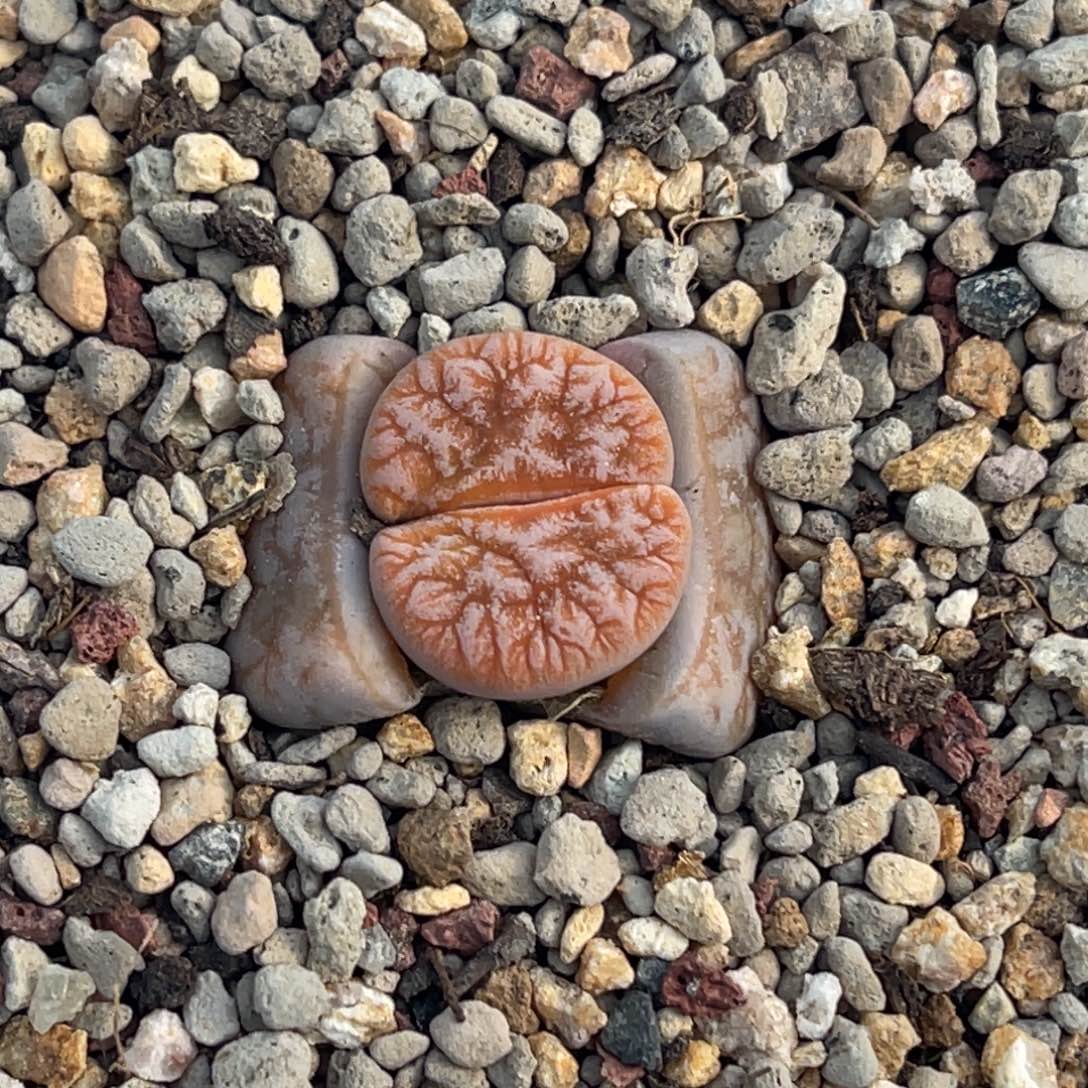 7929睫毛拿铁一颗