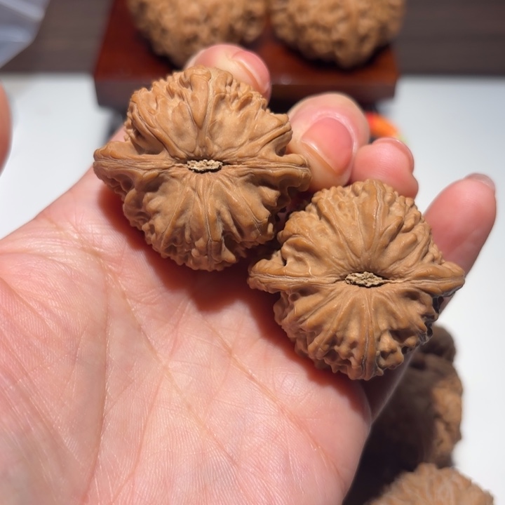 #***4核桃39尺寸白狮子