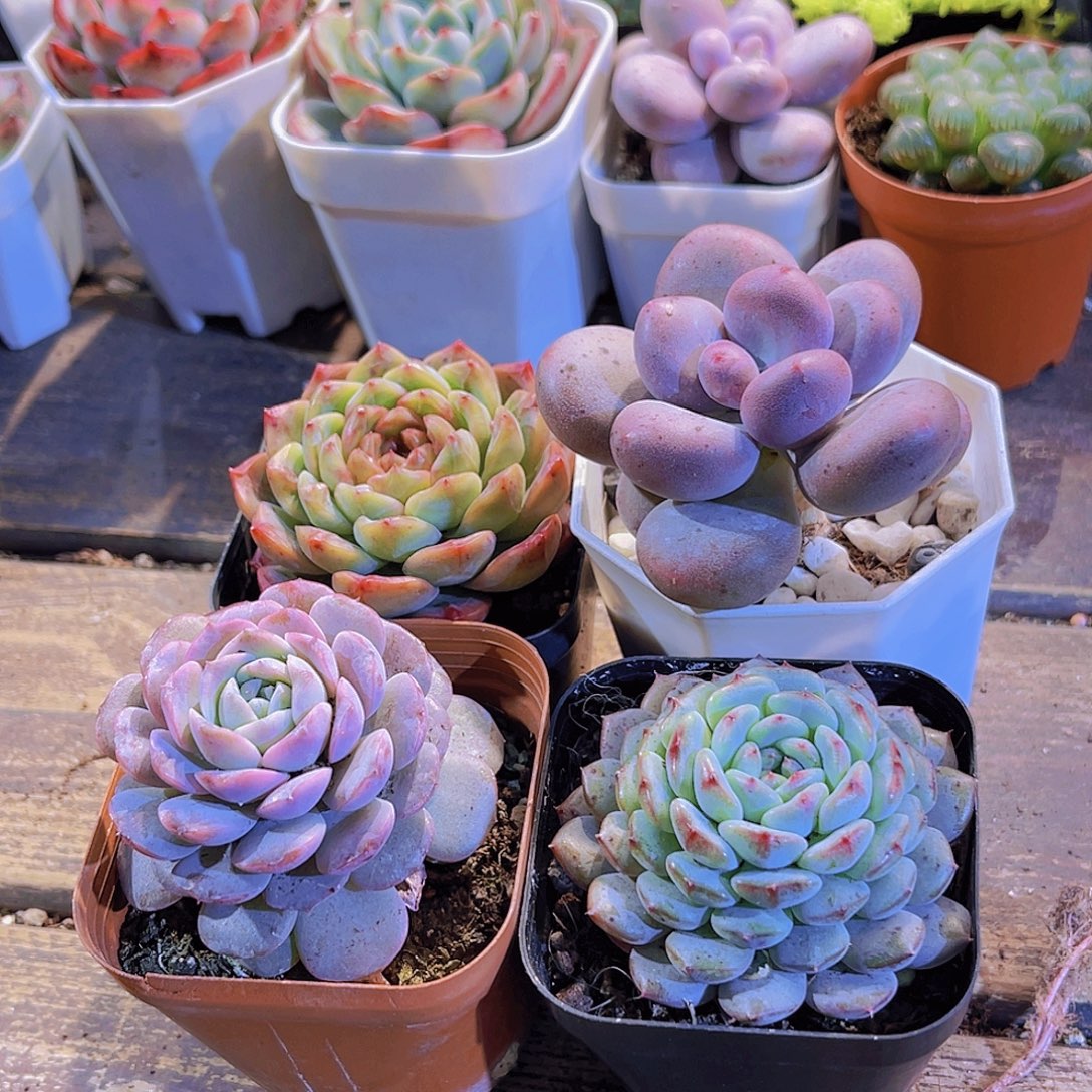 葡萄珍妮。桃美人。恩宠。白胖