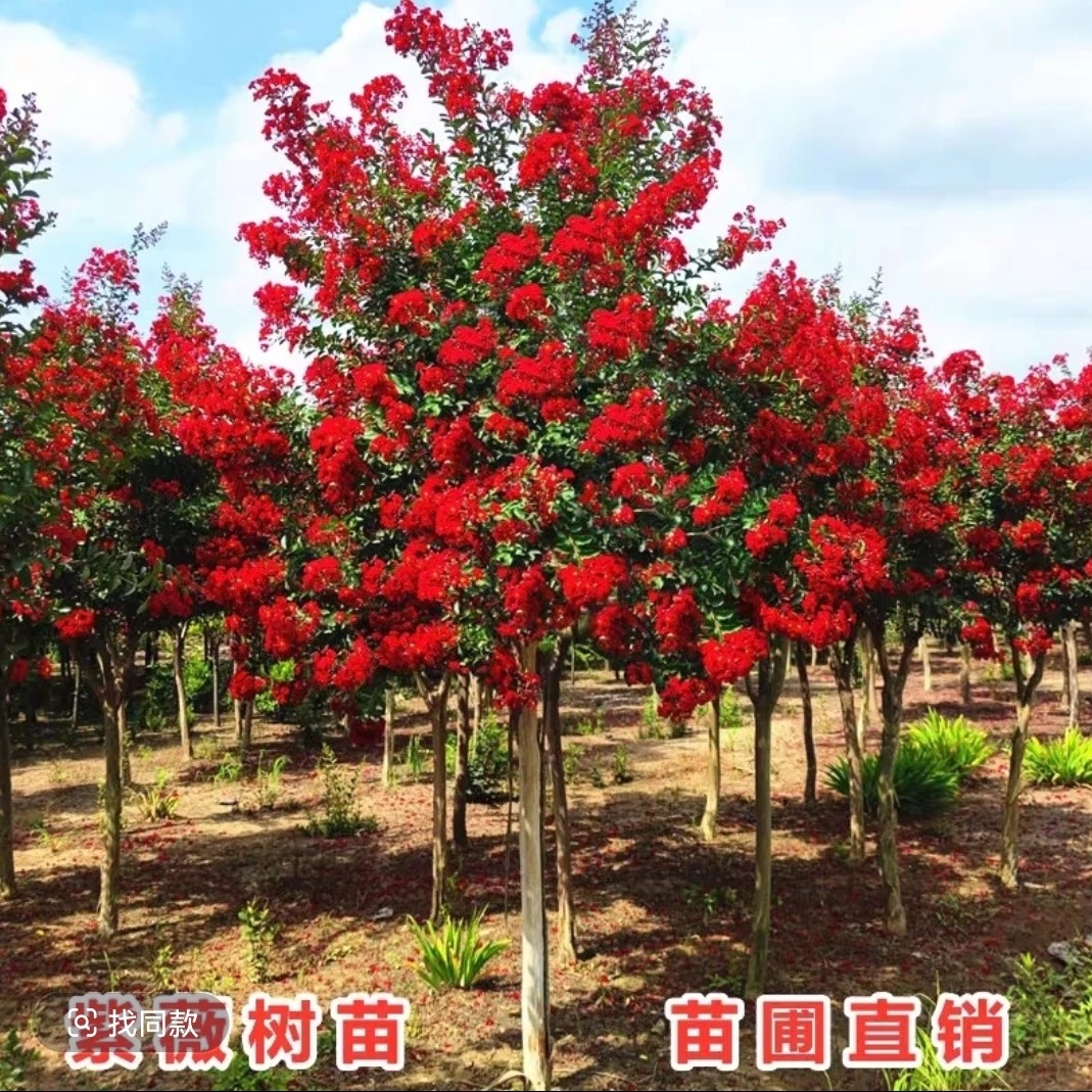 紫薇树苗红火箭庭院四季盆栽地栽耐寒（修剪保留1米6高度 带花苞）