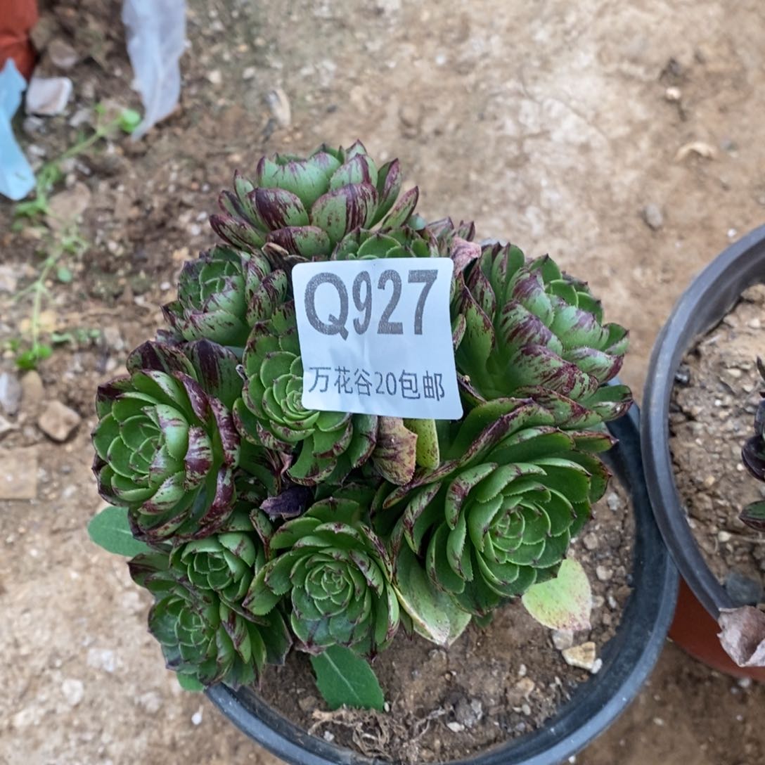 927绿魔多肉植物砍过