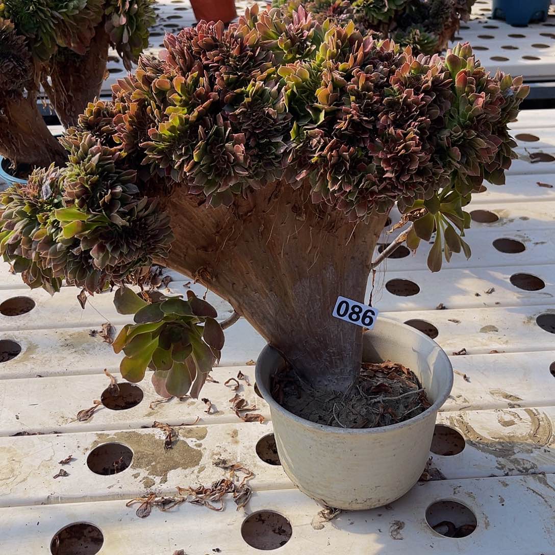 法师法师7/-32包邮法师