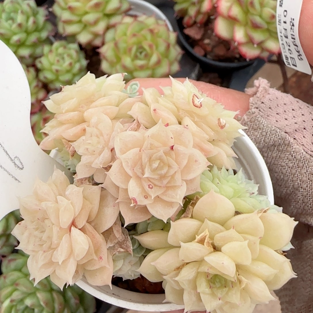 【闪购商品】0126-134（yy-3）