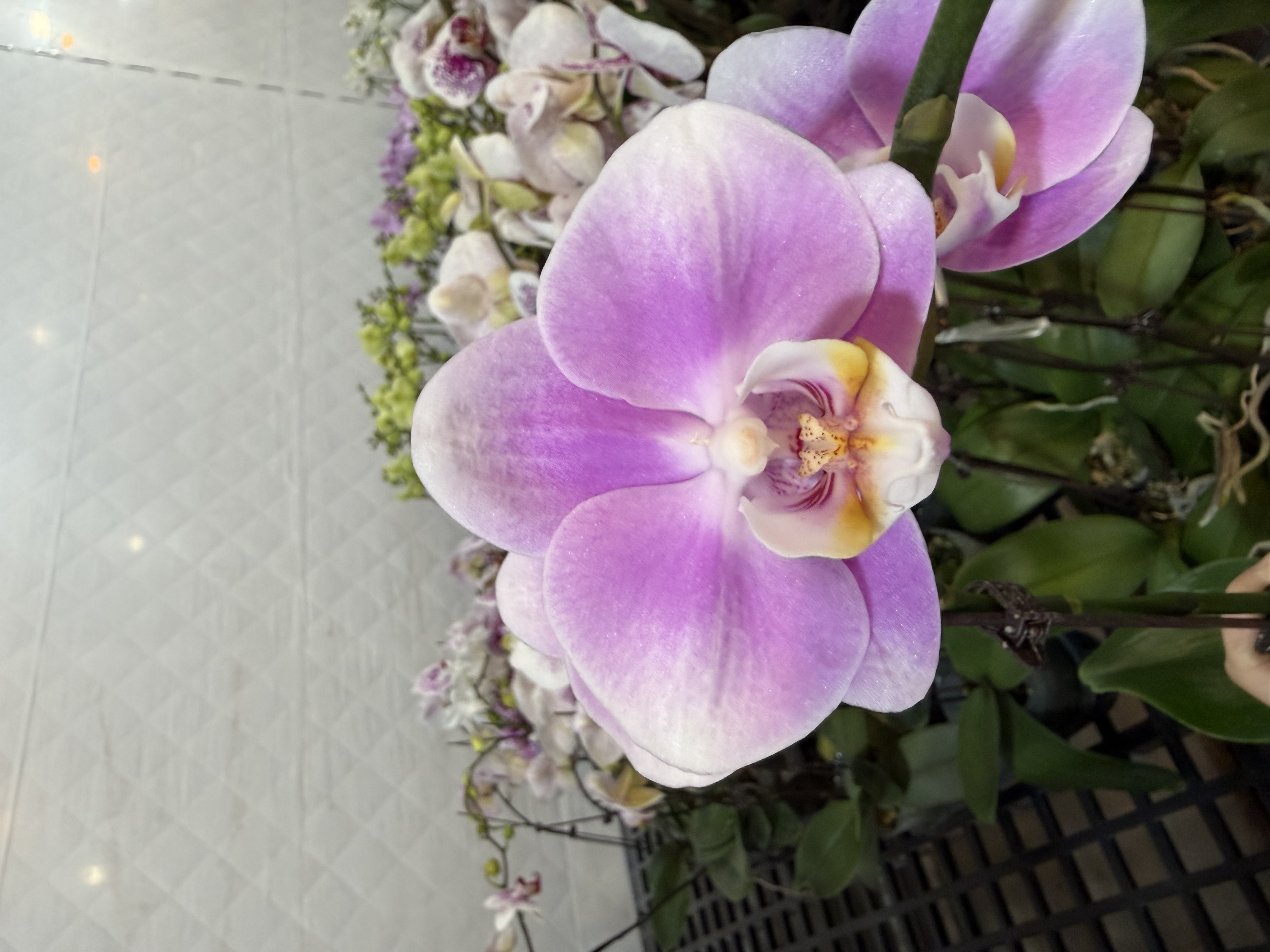 蝴蝶兰【优美】中花型 带花发货 清新雅致 高级花卉