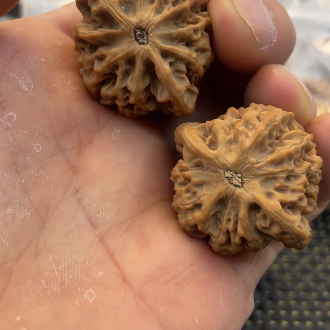 我**翔秦岭小王文玩核桃