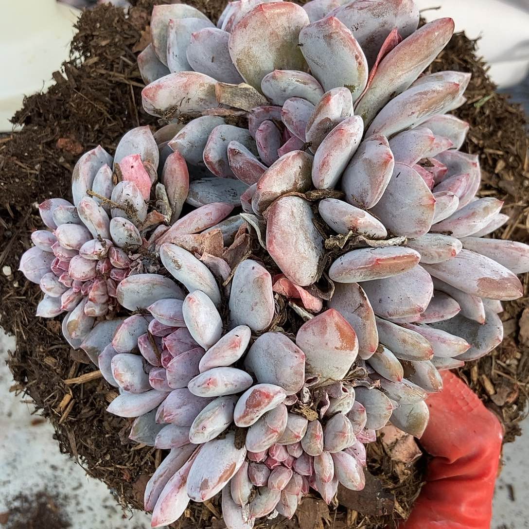 b***u216石榴籽缀一物一拍