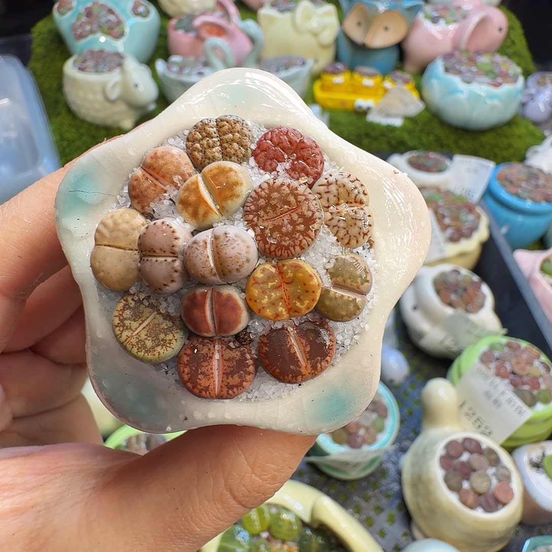 多肉葡萄的味道真的1304