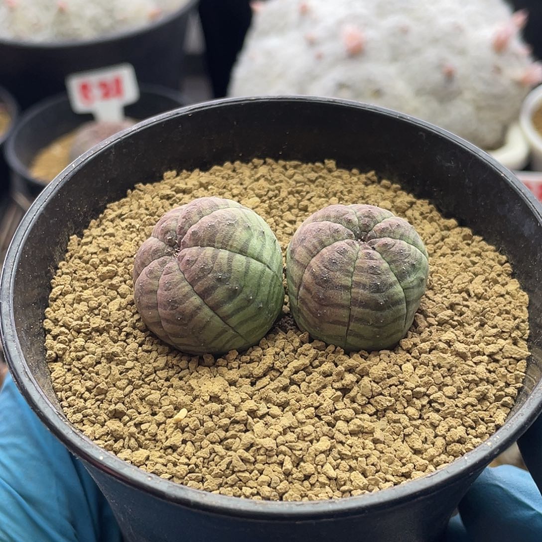 实生双头樱桃布纹球仙人球