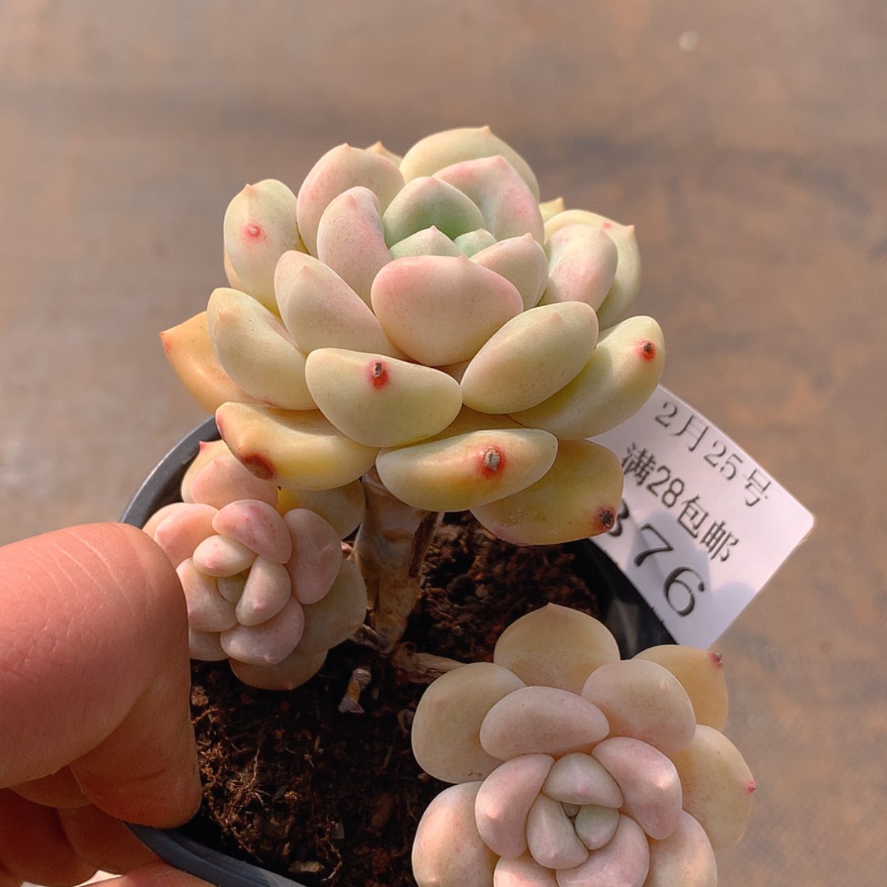 【闪购商品】云376