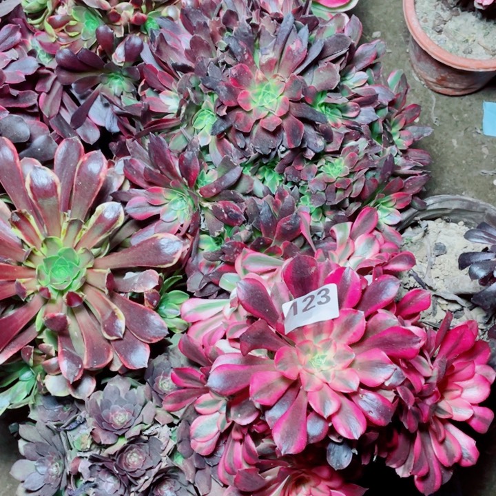 多肉植物组合123