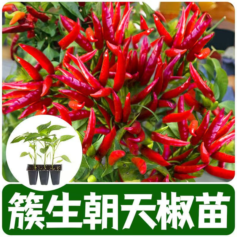 特辣超辣烈焰朝天椒苗秧高产辣椒苗四季盆栽蔬菜苗小辣椒高产簇生