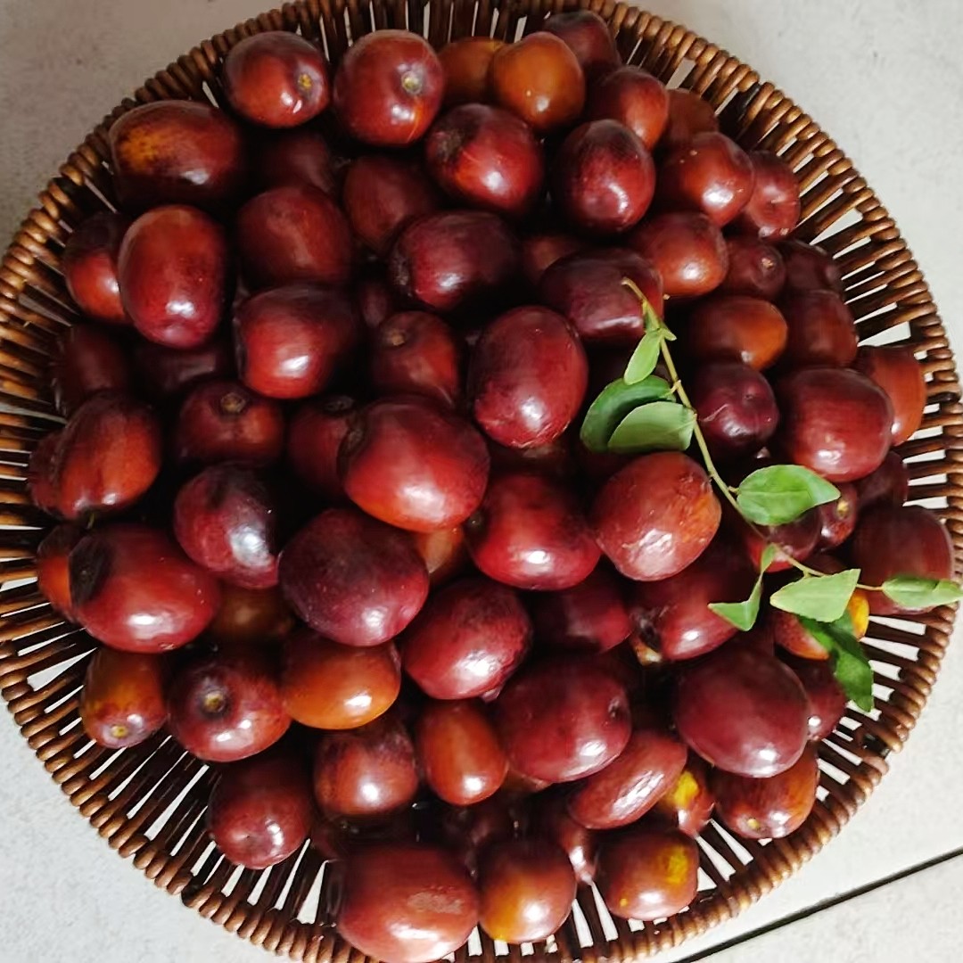 新鲜果子山西正宗板枣（现摘现发）可蒸煮