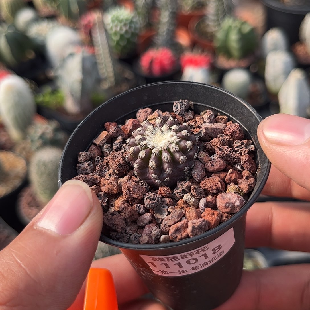 111018一物一拍单头发货奇特球单头实生