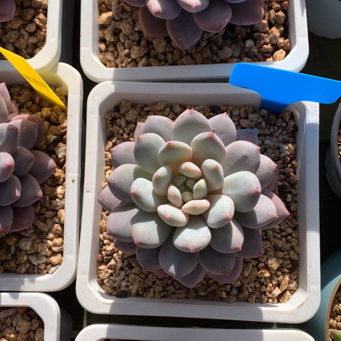 大单头 半夏  一颗  