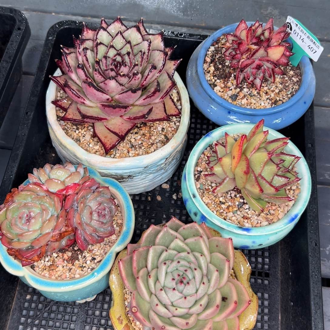 多肉一物一拍0114-407