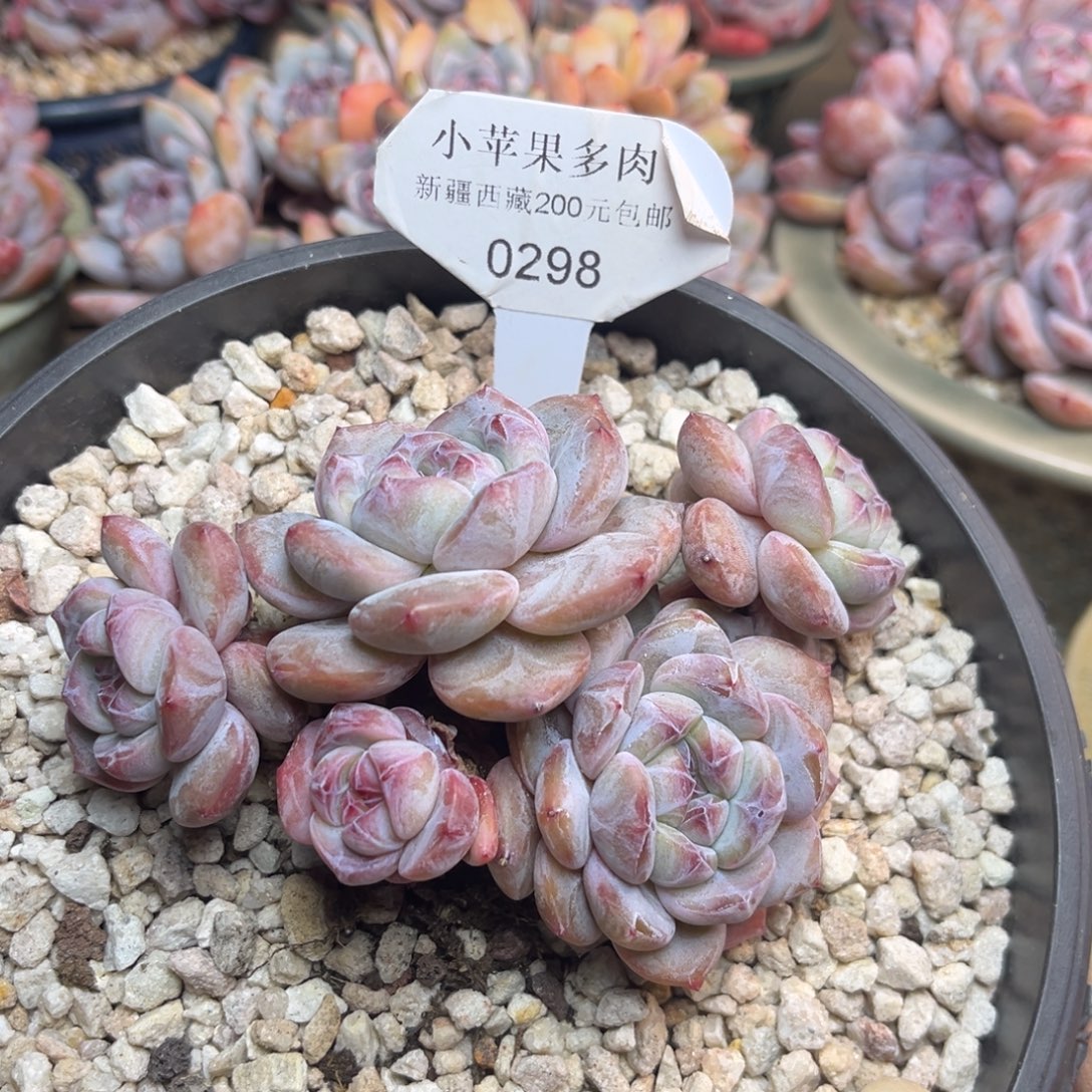 绿底紫心298/11cm5头