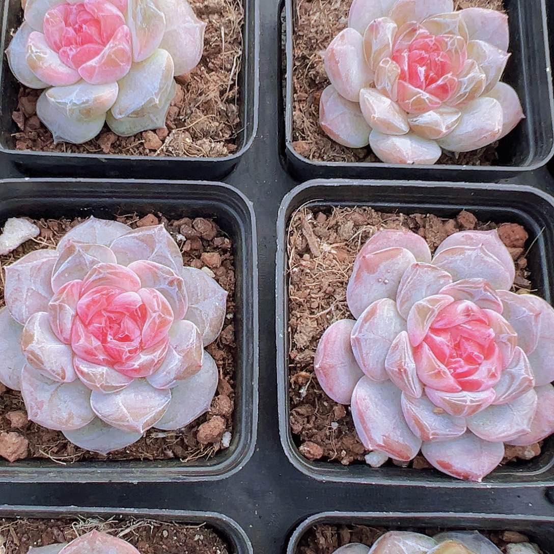 173精品冰魄19包邮