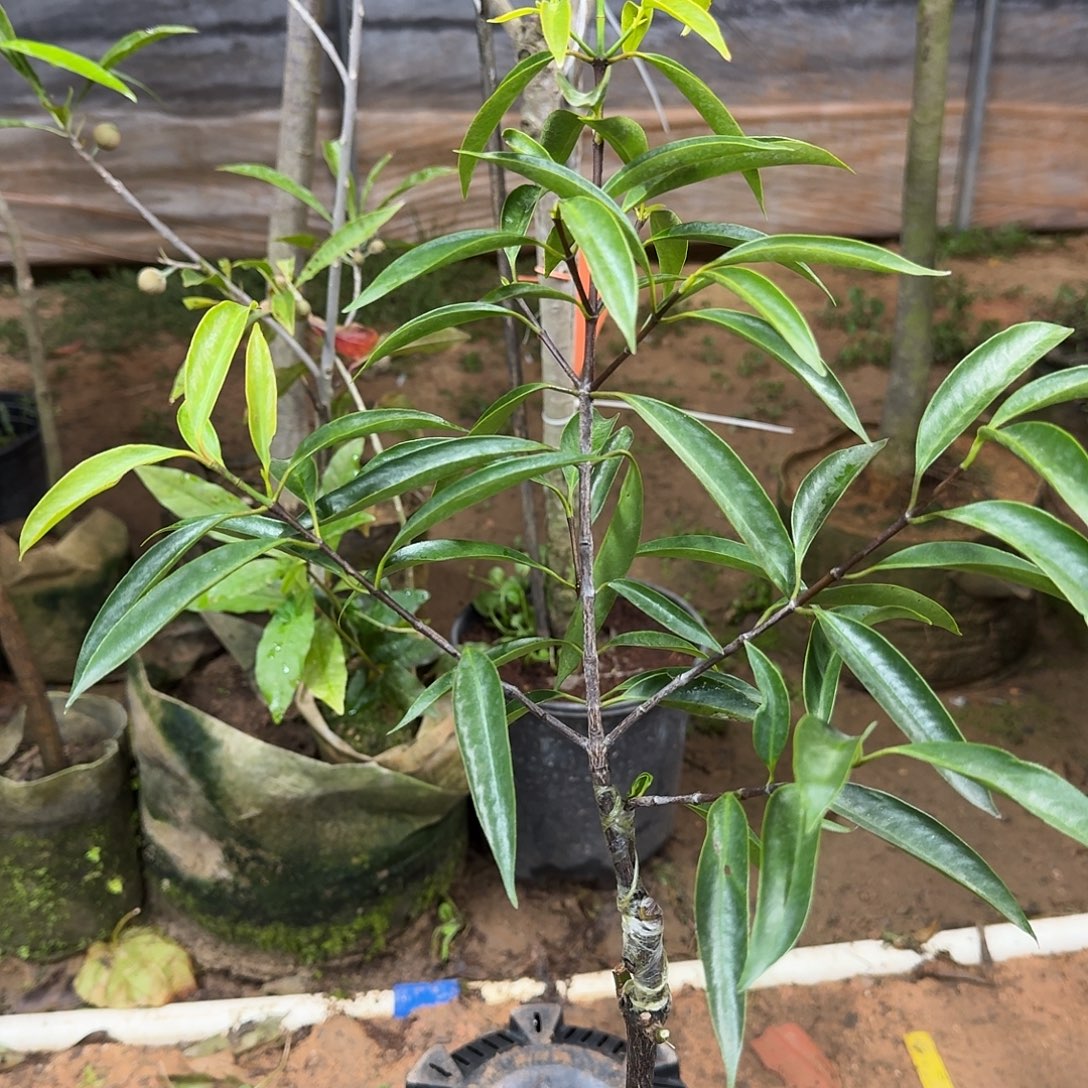 踢***脚当前无花栽培后可以开花山竹