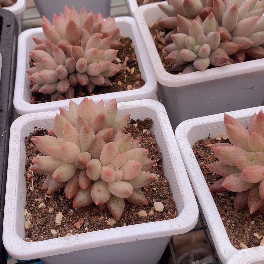 车厘子群35678999900