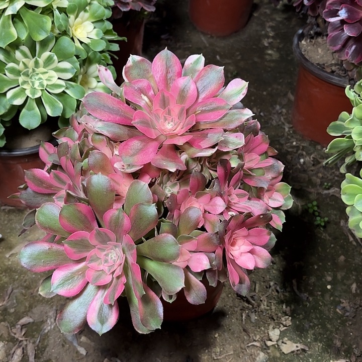 多肉植物法师香妃