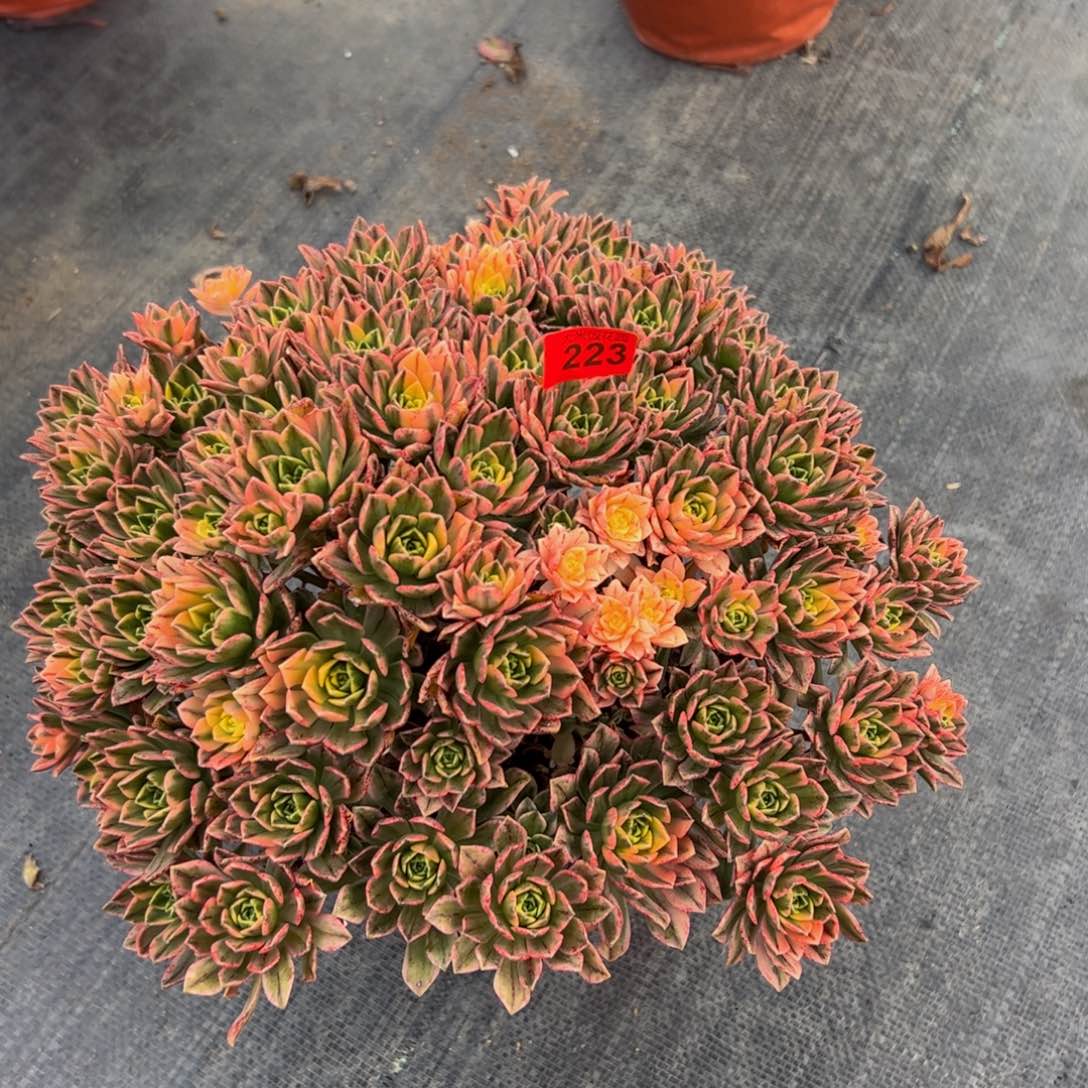 223多肉植物发货甜茶