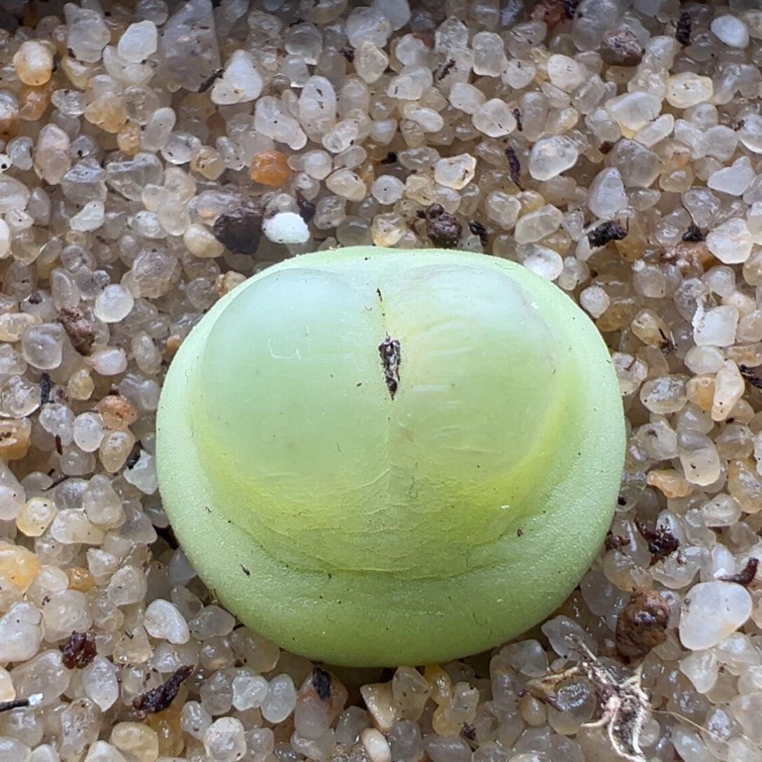 201. 优选1200拉登母本。1.8+