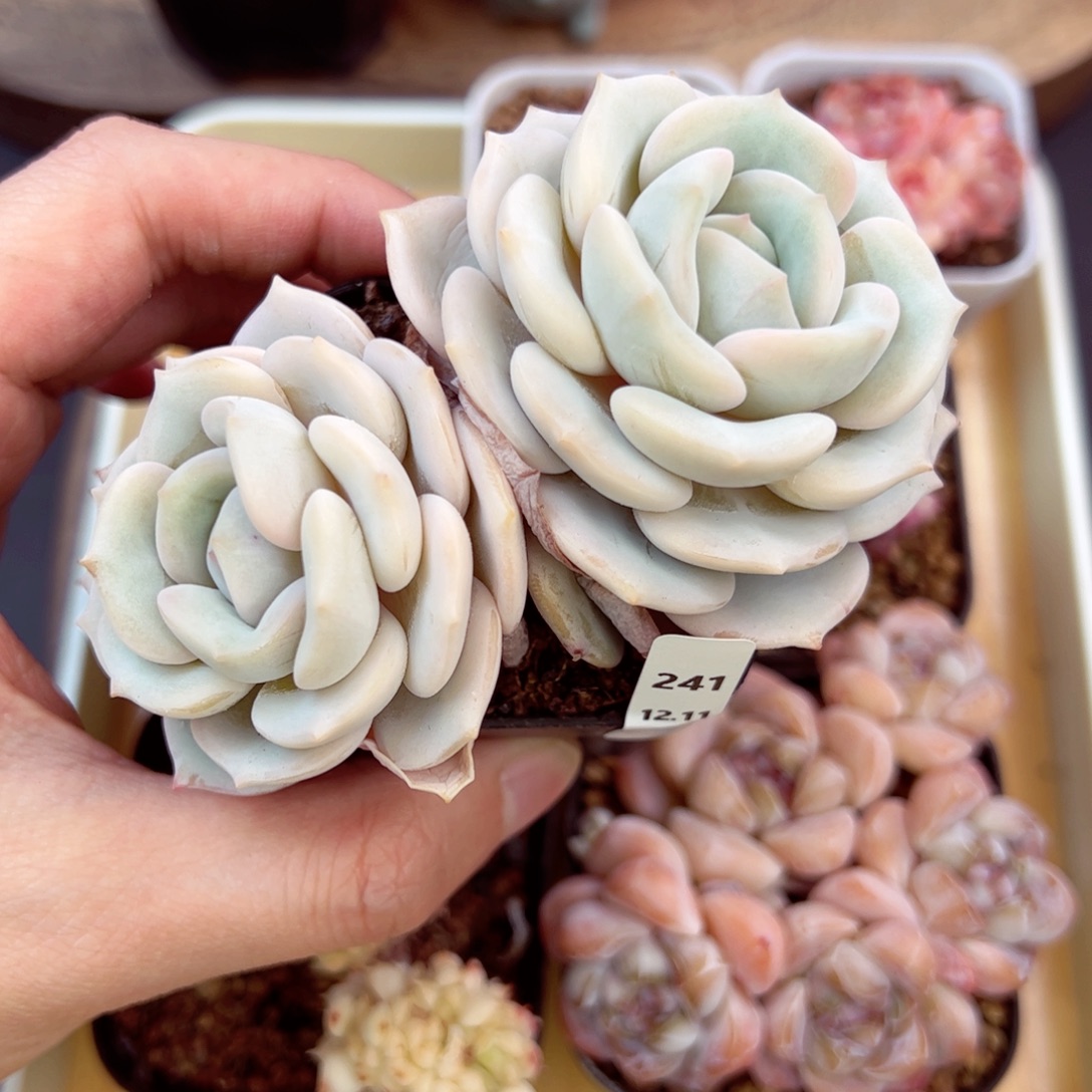 好好看241、哈哈哈哈