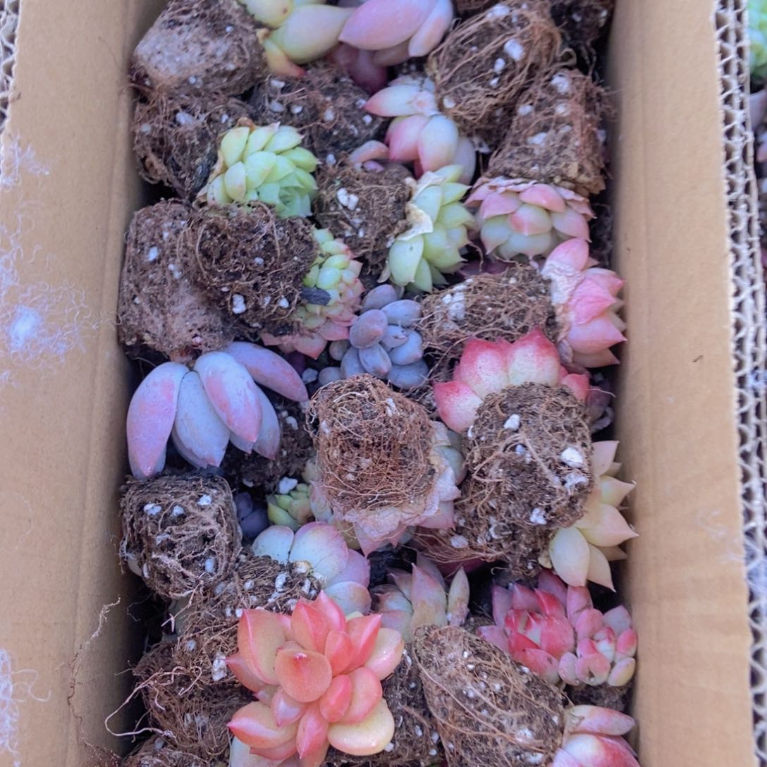 精品多肉植物保底60