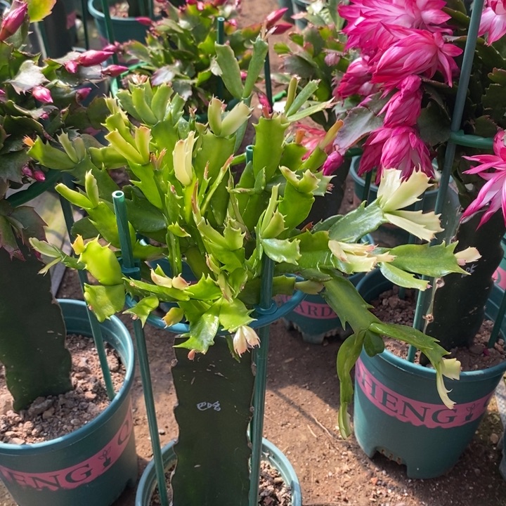 霞***照完全开放巴哈蟹爪兰